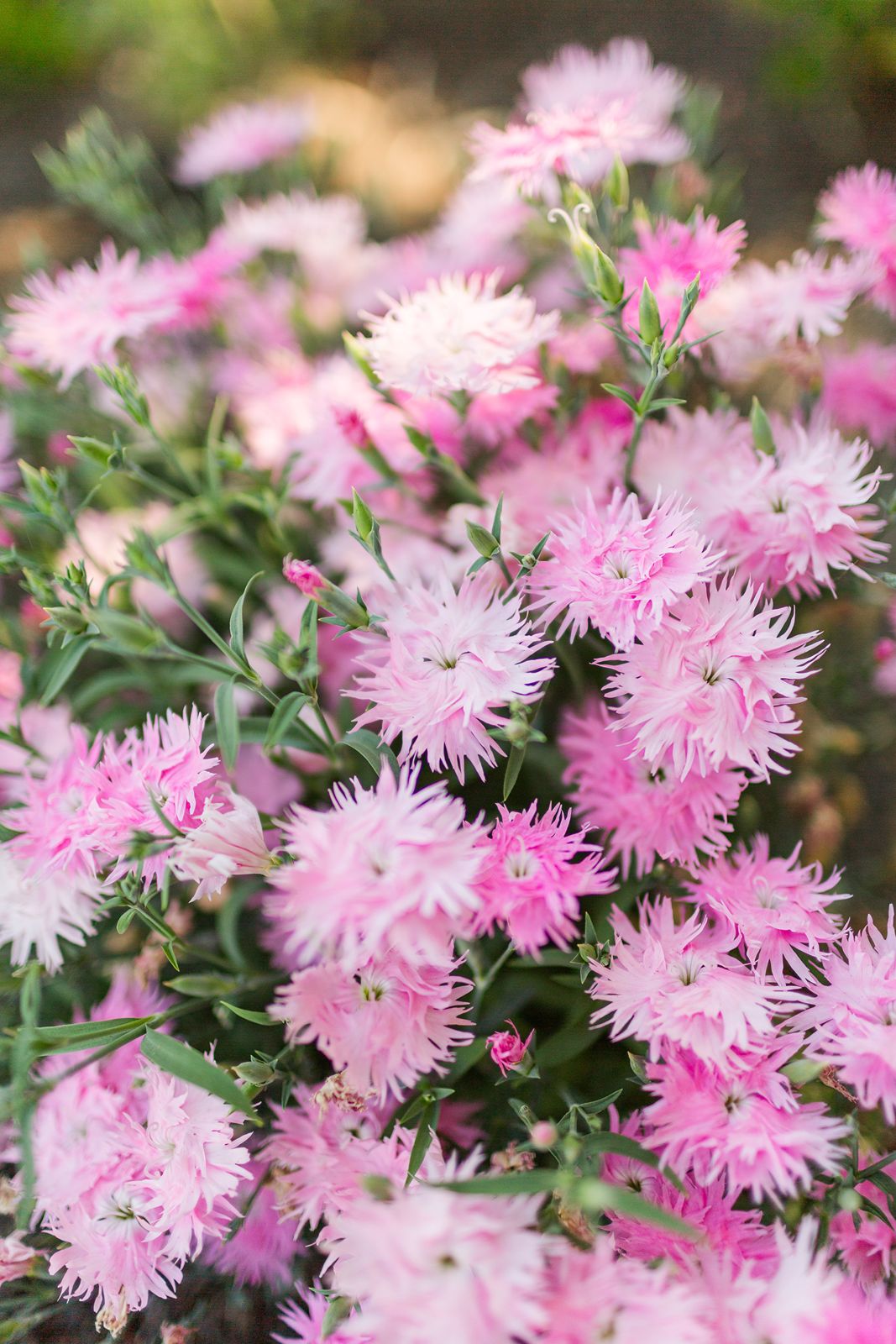 Heather Farm Gardens